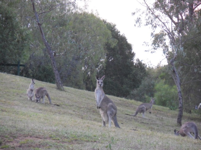 Morning roos