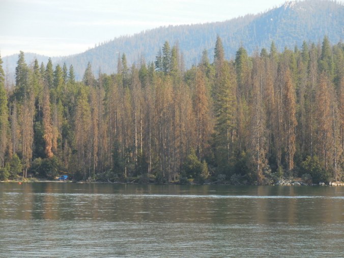 Bass Lake tree die back
